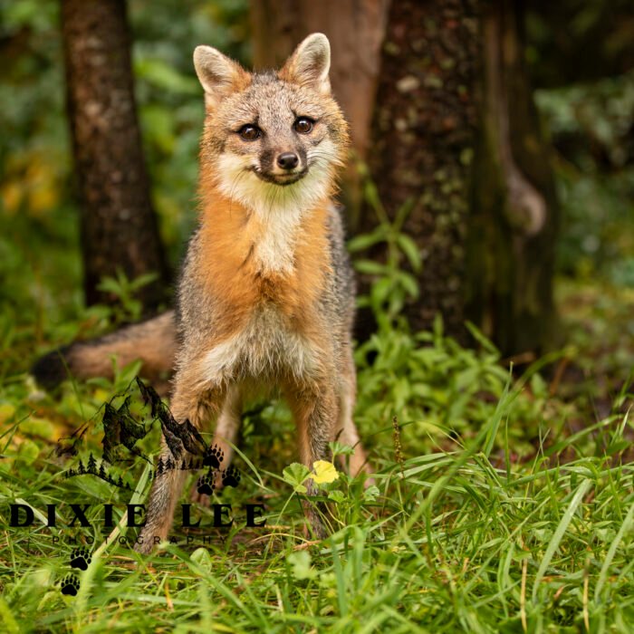 Foxy Gray fox