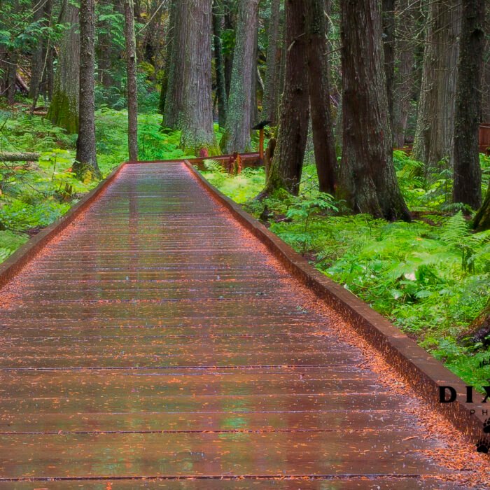 GNP Trail of the Cedars August