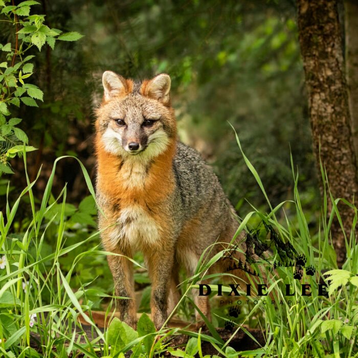 Gray Fox In The Woods Scaled
