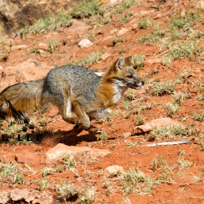 Gray Fox Running Fast Zion
