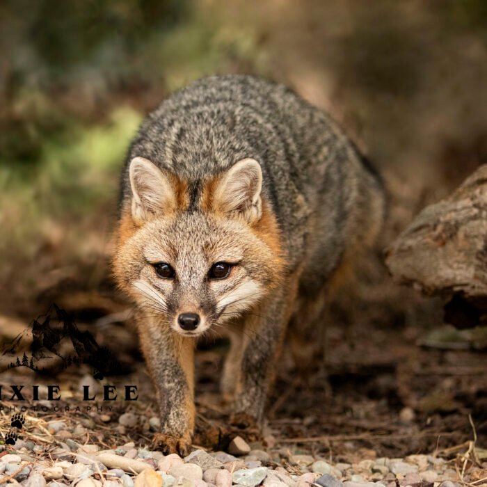 Gray Fox Walkin at You