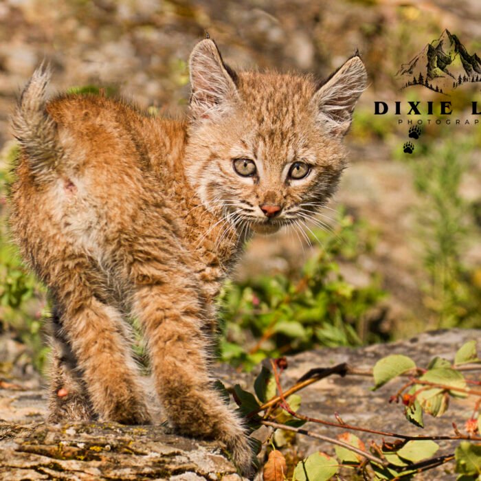 Hollwood Baby Bobcat