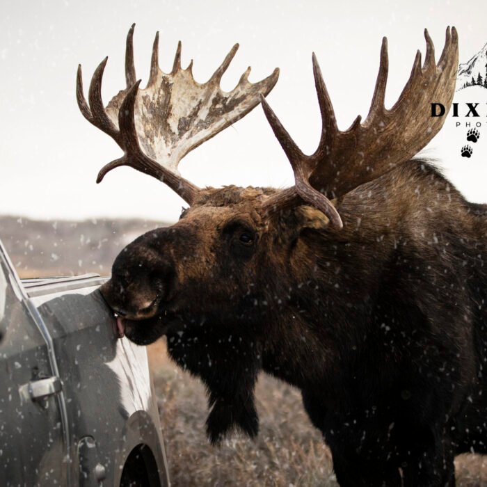 Hoback Moose Lick My Truck Tetons
