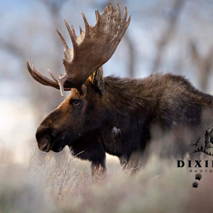 Hoback Moose in the SageBrush