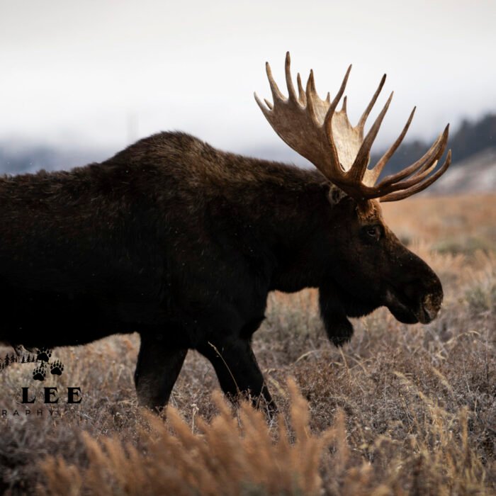 Hoback walking away Moose