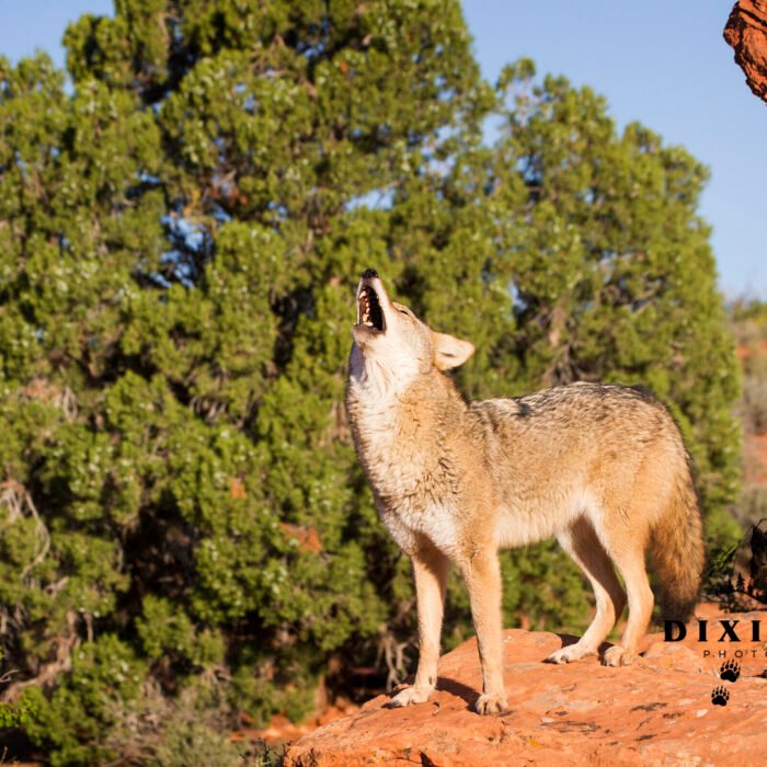 Howling Coyote