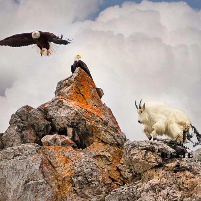 King of the Mountain GoodOne