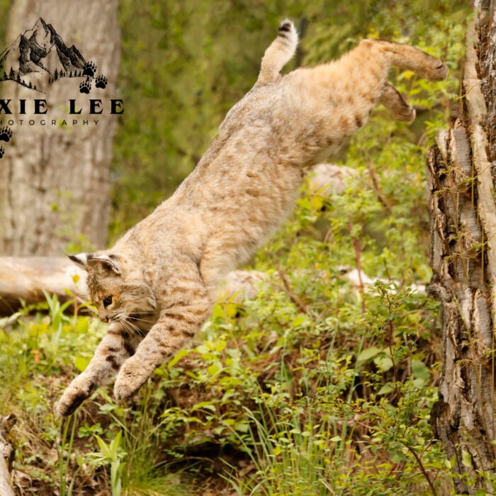 Leaping Bobcat