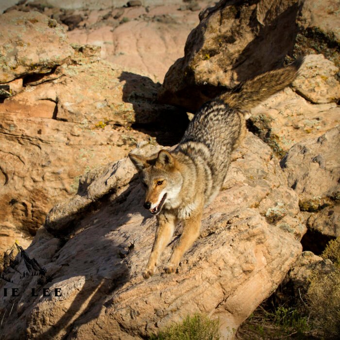 Leaping Coyote