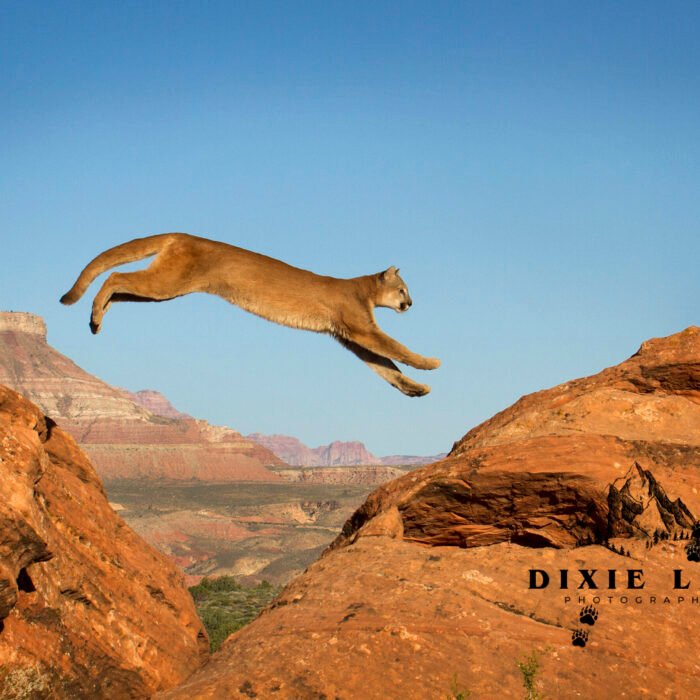 Leaping Mountain Lion Utah