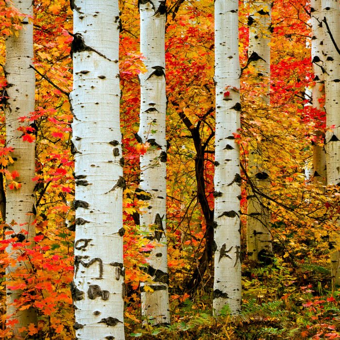 Listen to the Forest