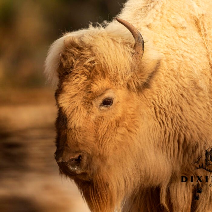 Marshmallow White Female Bison