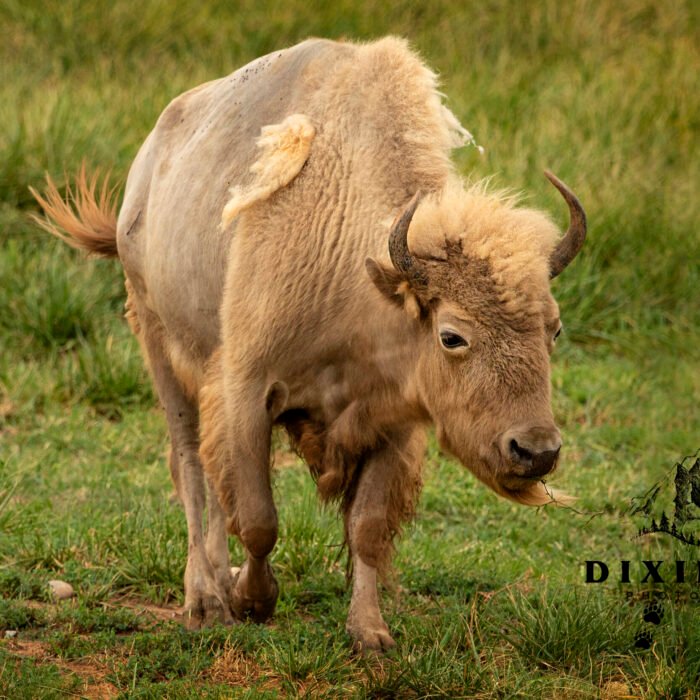 Marshmallow Bison walking at you