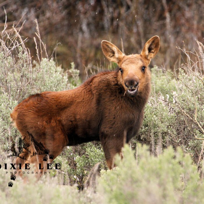 Moose Baby Tetons