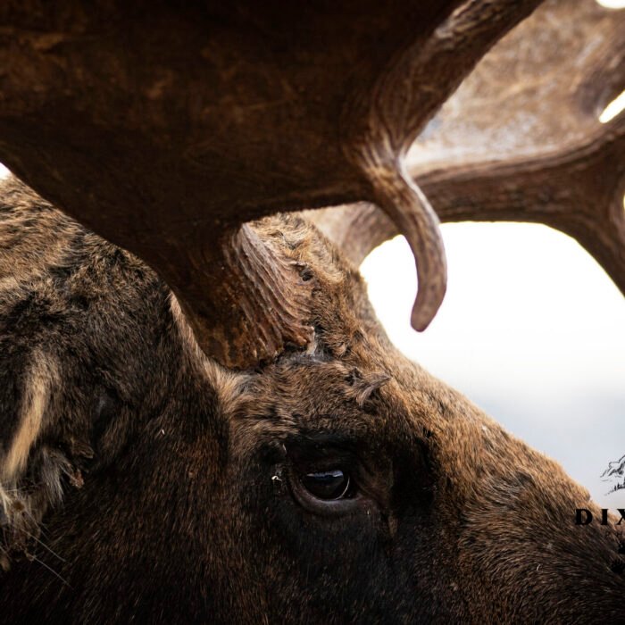 Moose Eye Close-up Hoback