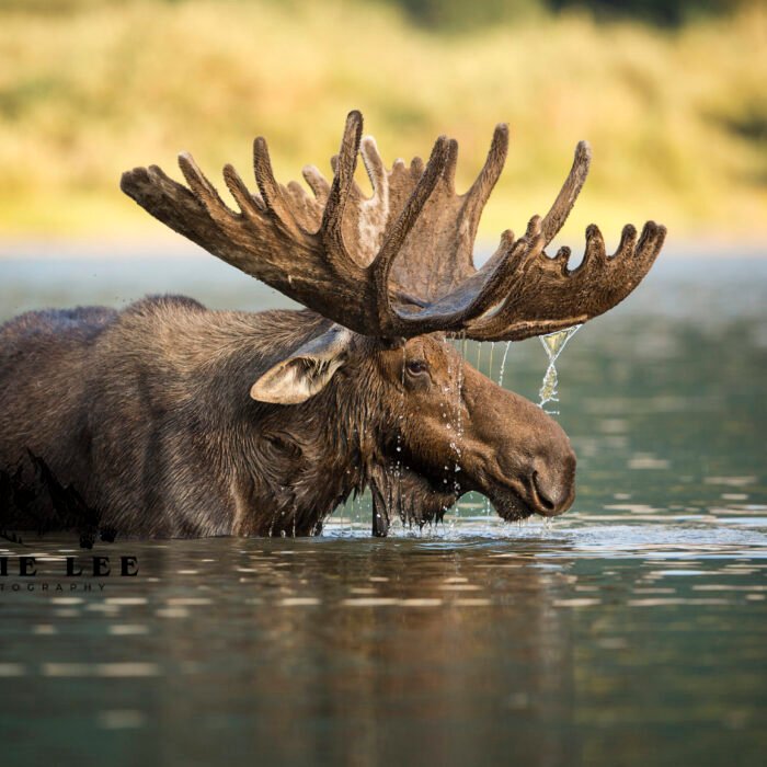 Moose Fishercap Lake