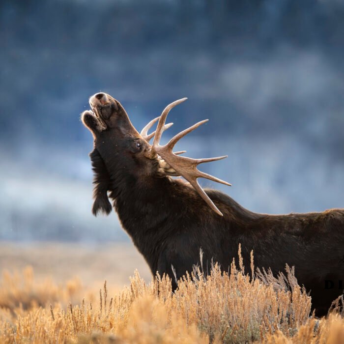 Moose Flehmen Tetons