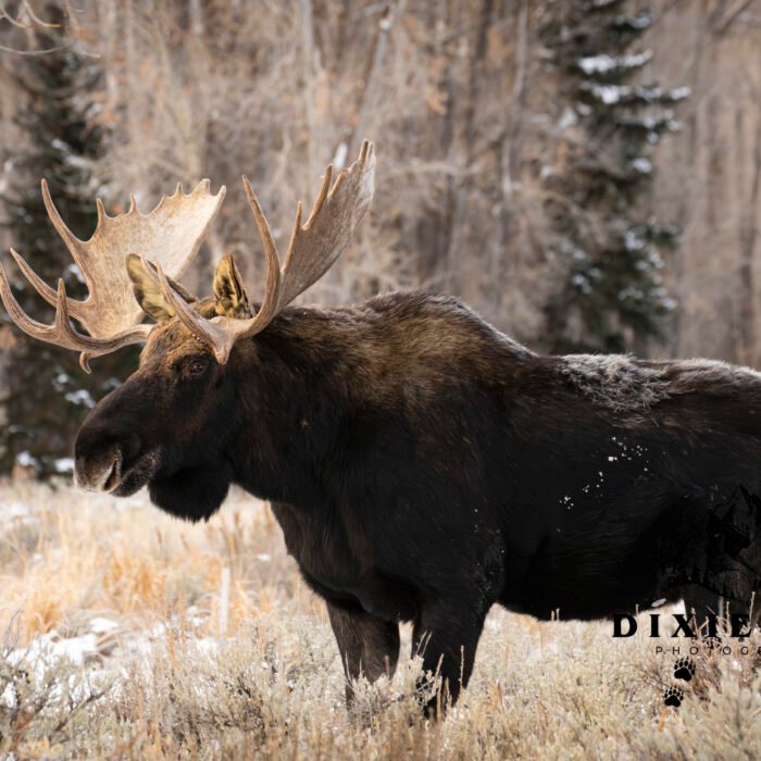 Moose Trees Tetons