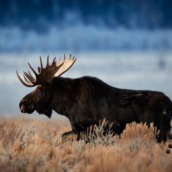 Moose Blue Background