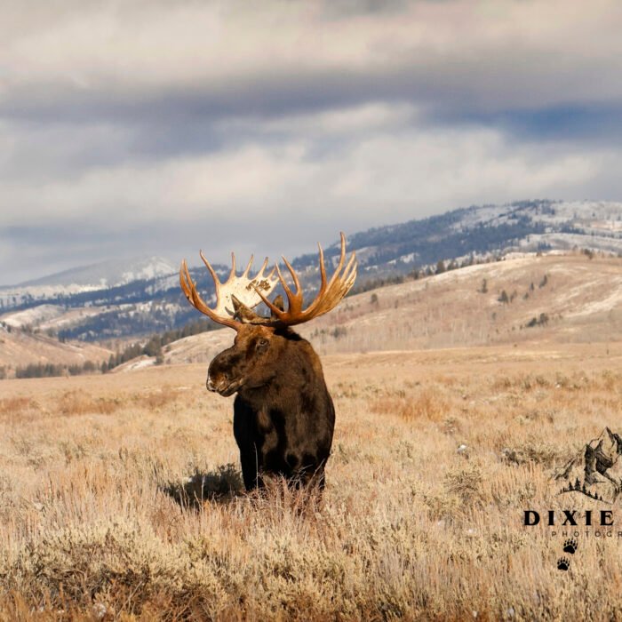 Moose in the Mountains