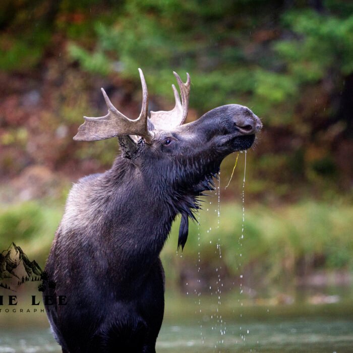 Moose Watching it Gain Glacier