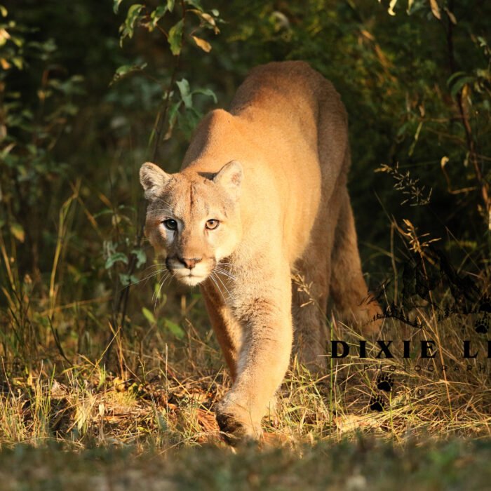 Morning light Lion Cougar