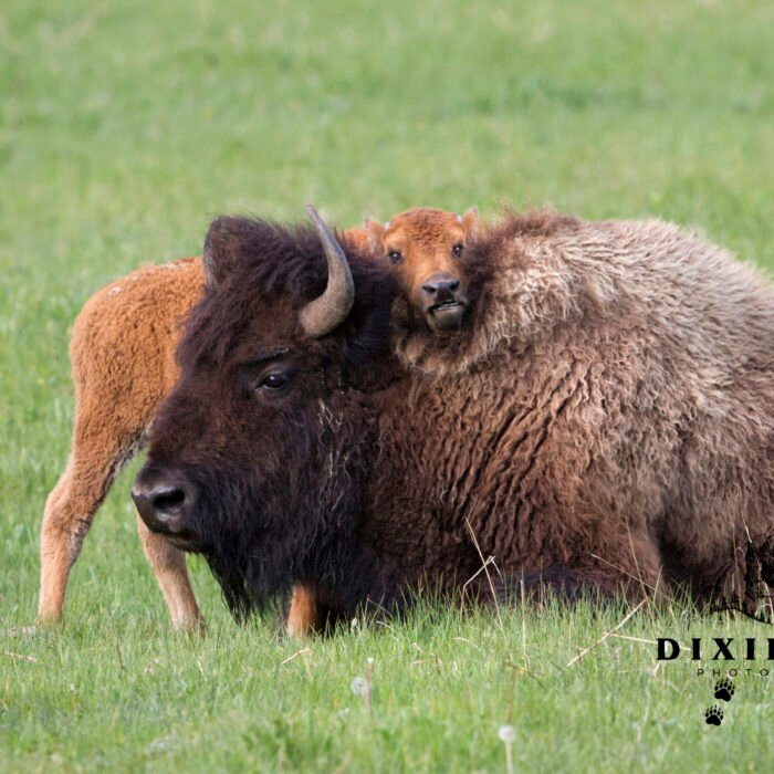 Mothers Day Baby Bison and mom yellowstone
