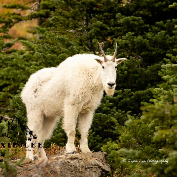 Mountain Goat in GNP