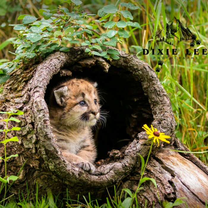 Mountain Lion Cub in a Old Log