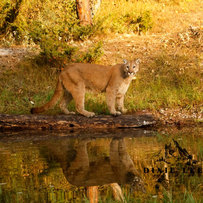 Mountain Lion Reflection