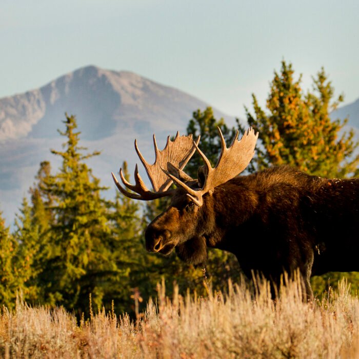 Mountain Moose Tetons Good