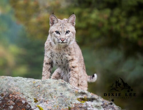 Mr Blue eyes Bobcat 1