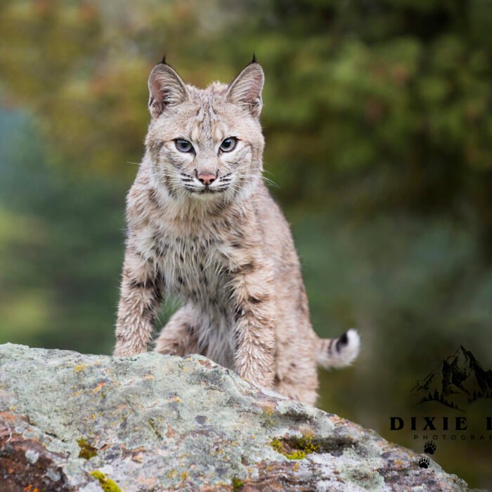 Mr Blue Eyes Bobcat