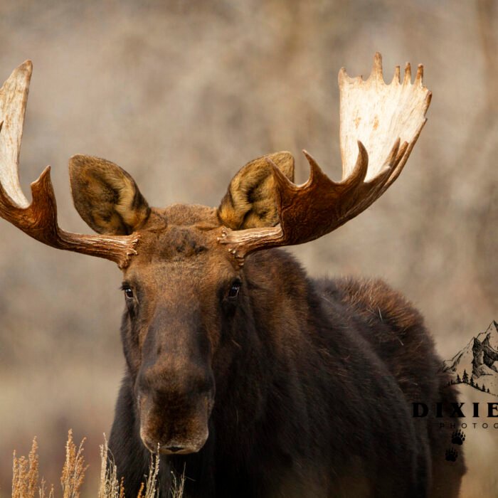 Mr Moose Lookin at You