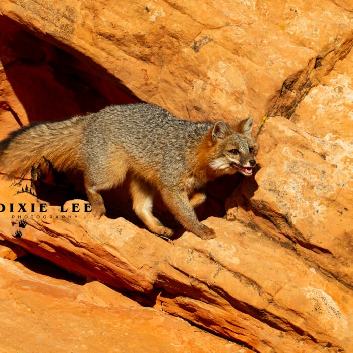 Mr. Gray Fox Red Rocks Zion