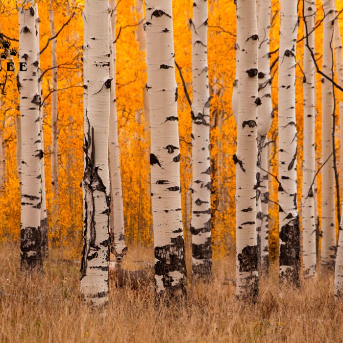 Mule Deer in the Yellow Aspens