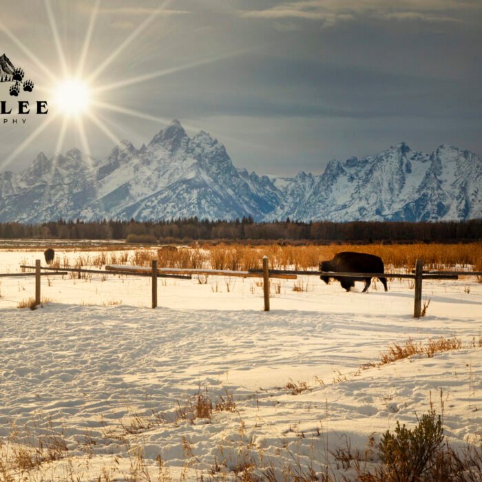 One Bison Sunburst Tetons