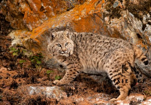 Orange rock behind Bobcat 1