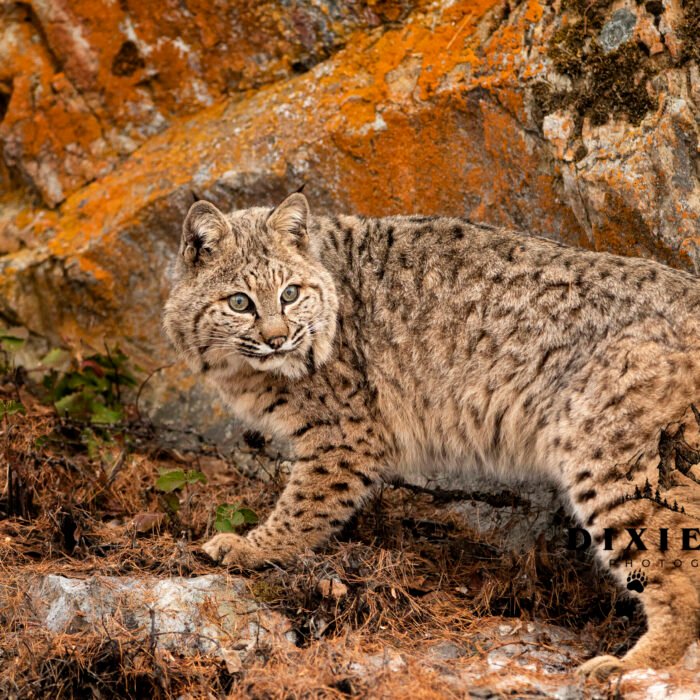 Orange Rock Behind Bobcat
