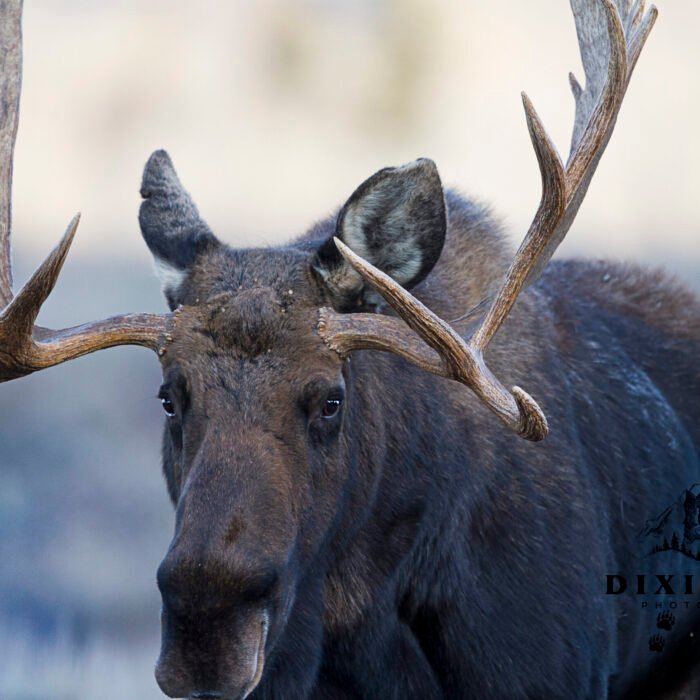Passing Through Moose