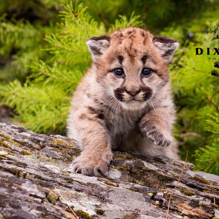 Paw Baby Mountain Lion