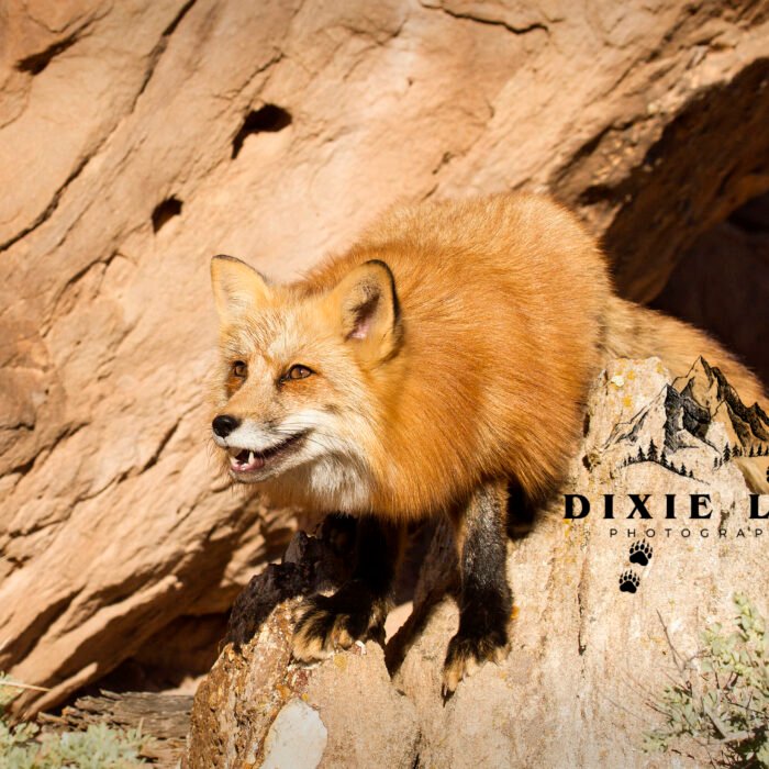 Red Fox Red Rocks Zion