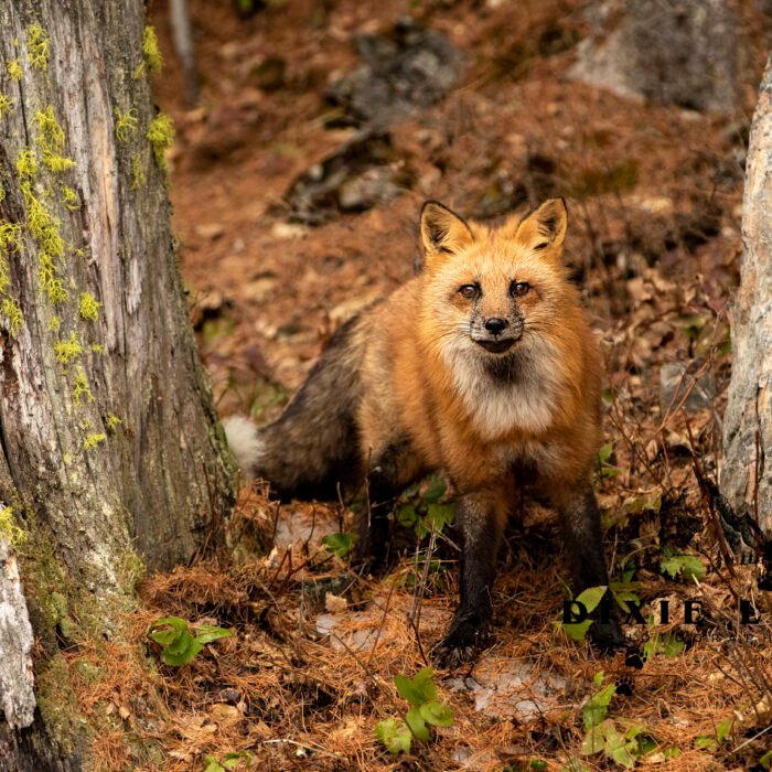 Red Fox Between Trees