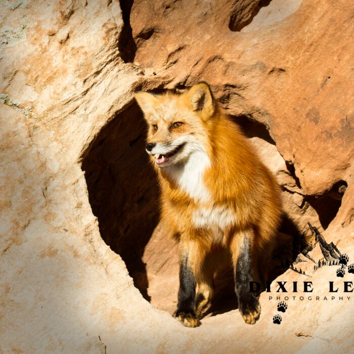 Red Fox Hole
