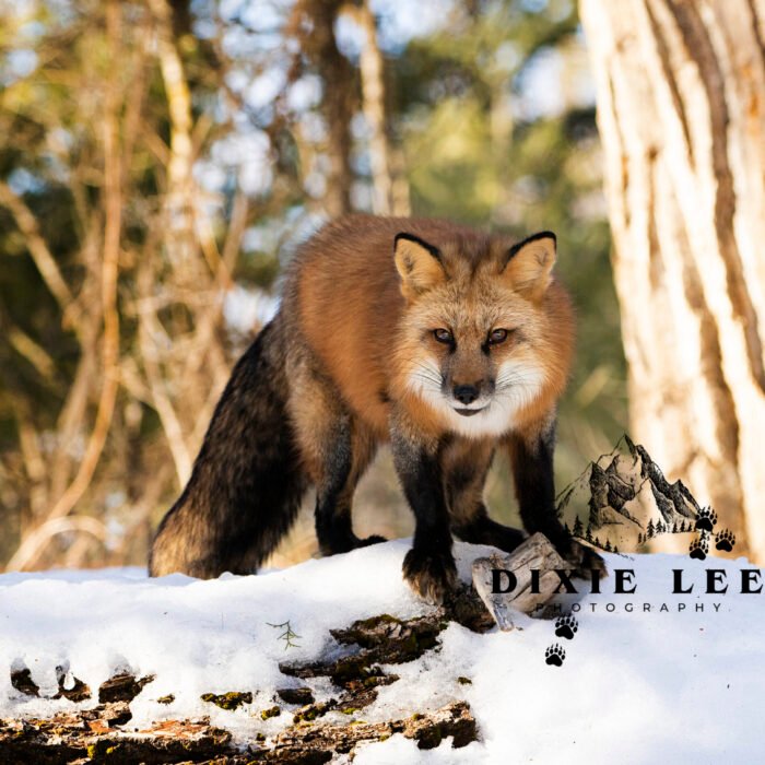 Red Fox in Snow