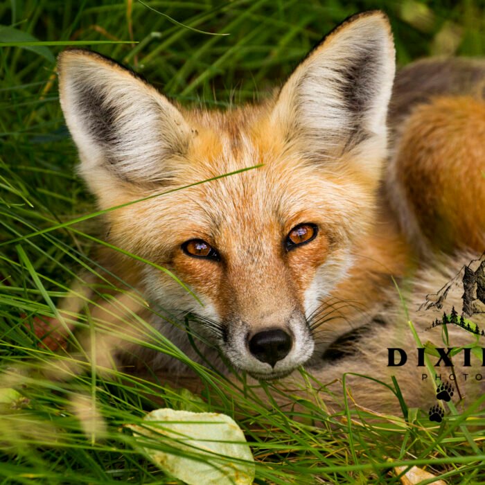 Red Fox Laying Down