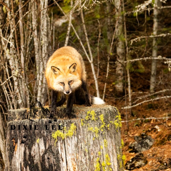 Red Fox on a Stump