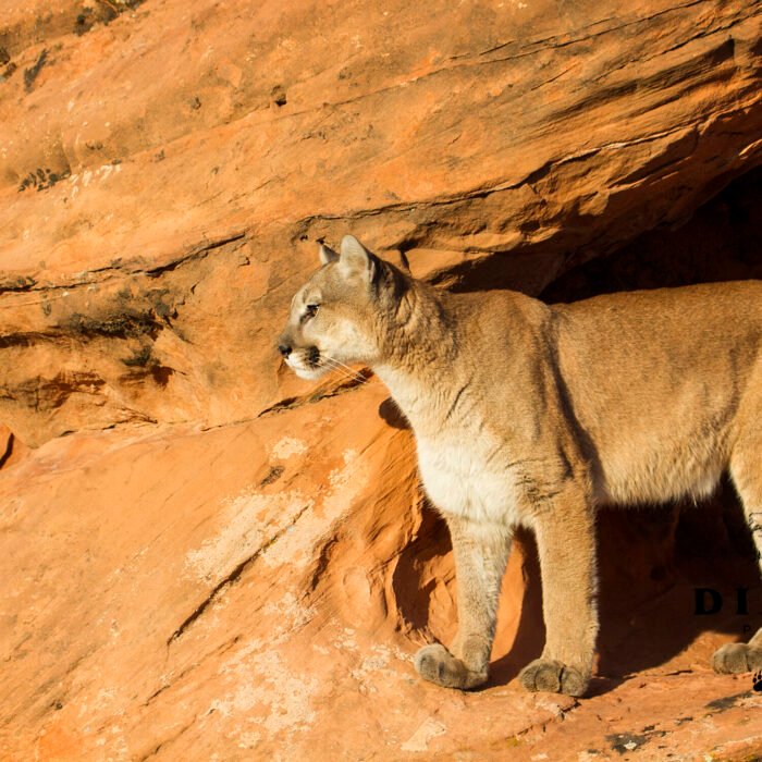 Red Rock Cougar Lion