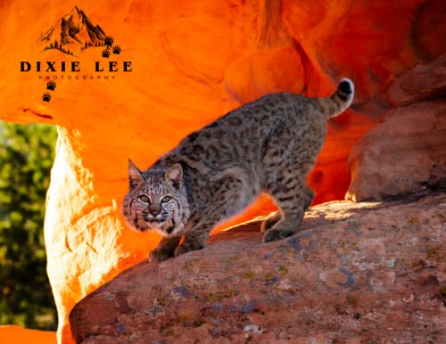 Red Rock backlite Bobcat UT 1