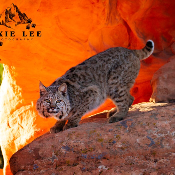 Red Rock Backlite Bobcat